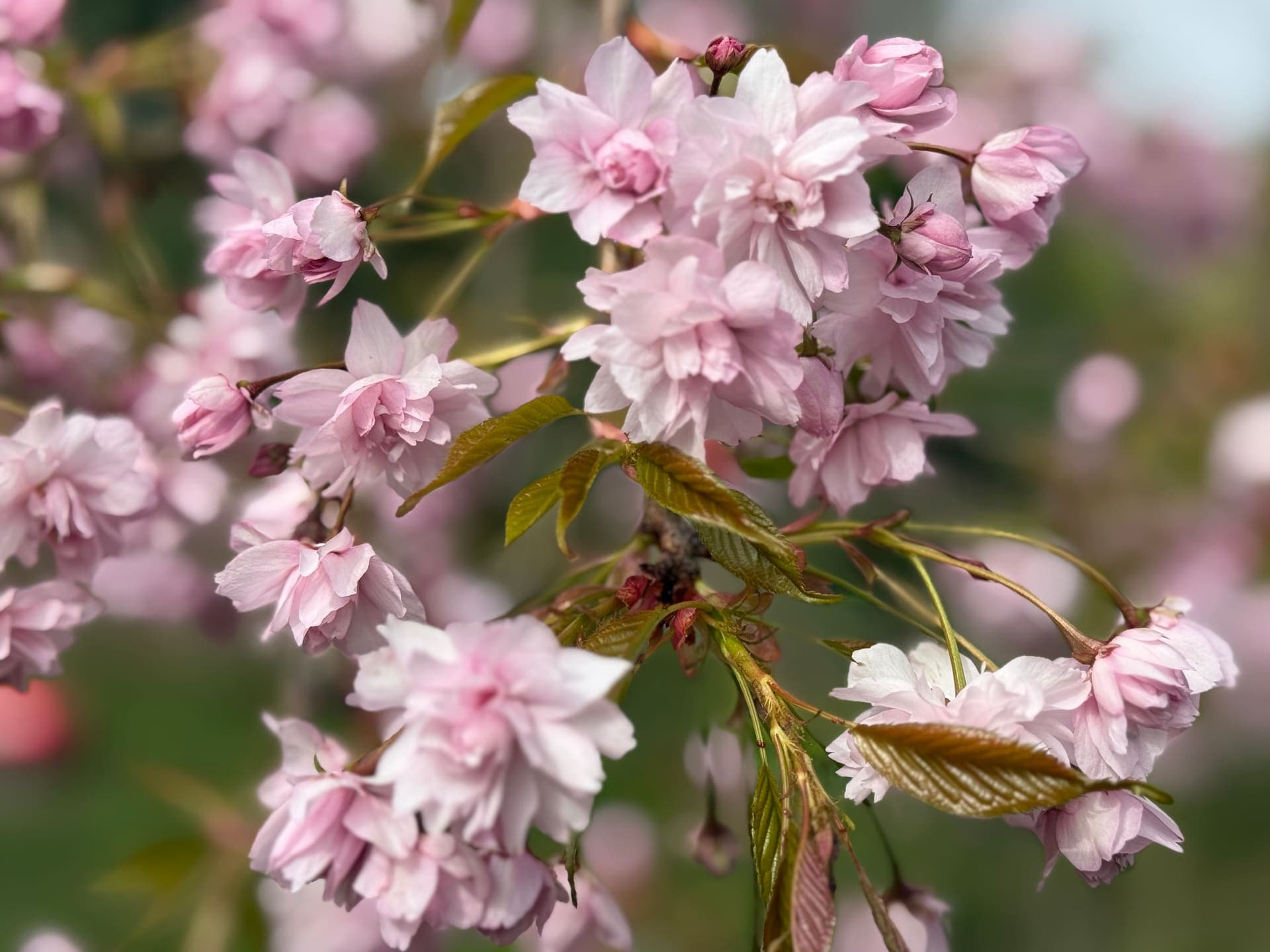 Blühender Obstbaum im Garten